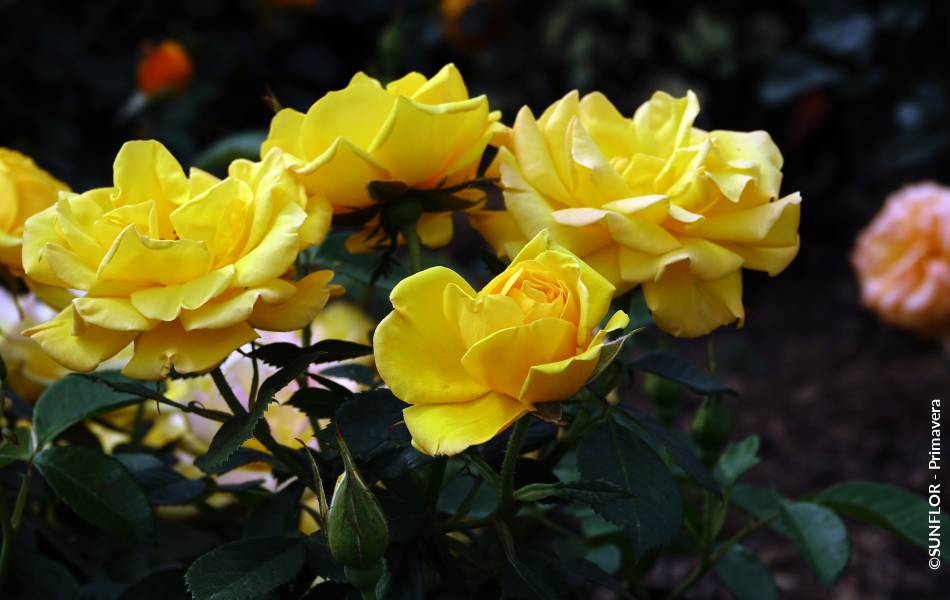 ©SUNFLOR - Primavera